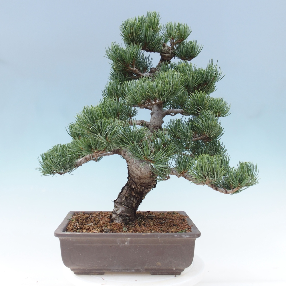 Bonsai voor buiten - Pinus parviflora - Pinus parviflora