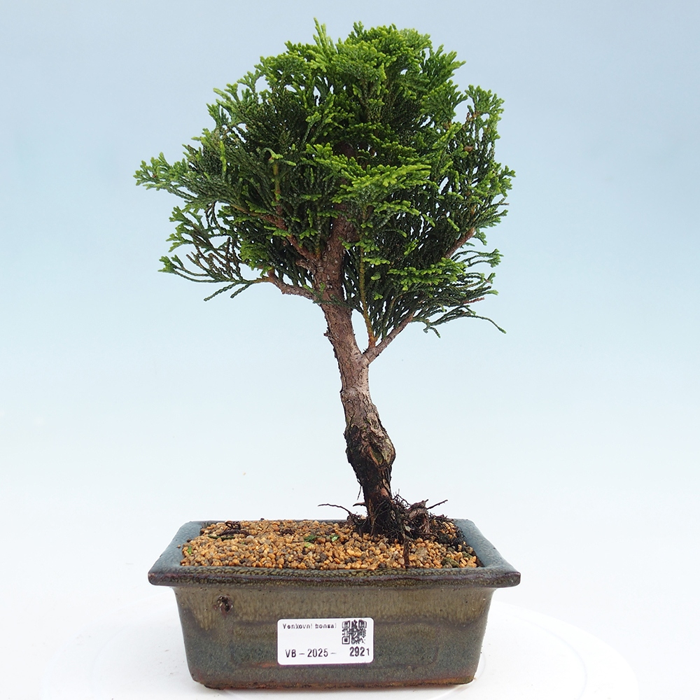 Bonsai voor buiten - Cham.pis obtusa Nana Gracilis - Cipres