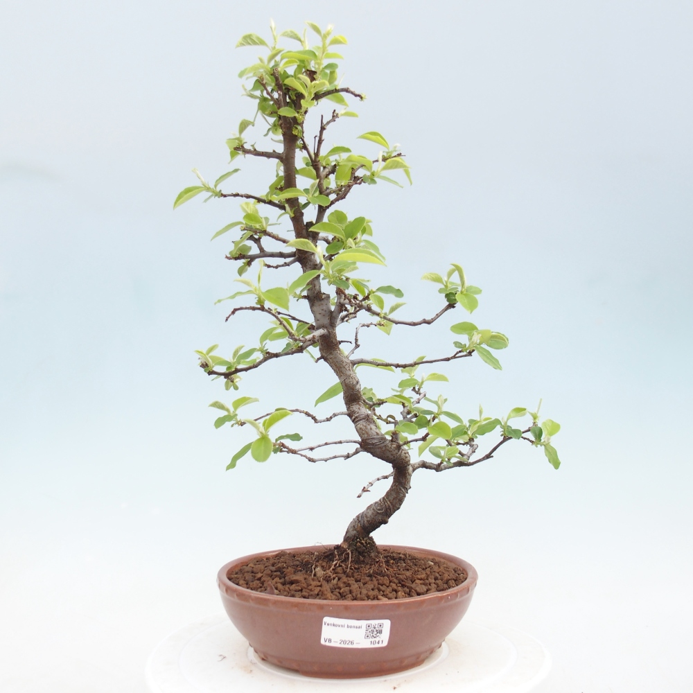 Bonsai voor buiten - Chaneomeles chinensis