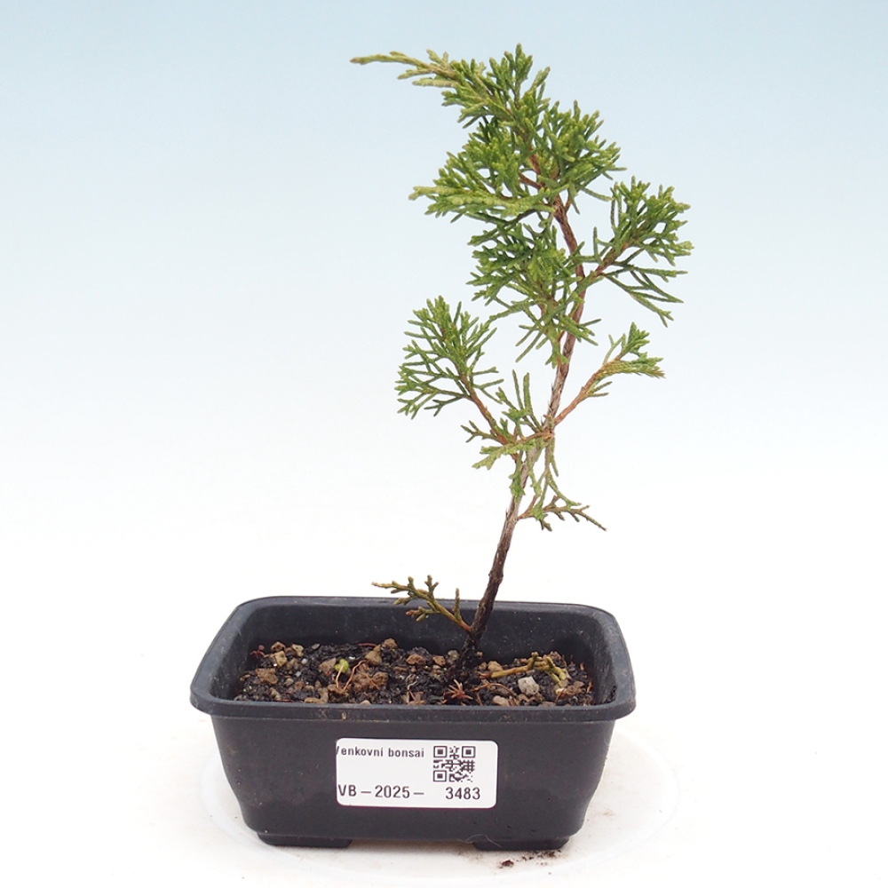 Bonsai voor buiten - Juniperus chinensis Itoigawa