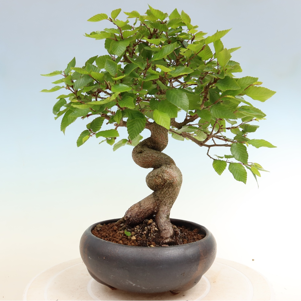 Bonsai voor buiten -Carpinus Coreana - Koreaanse haagbeuk