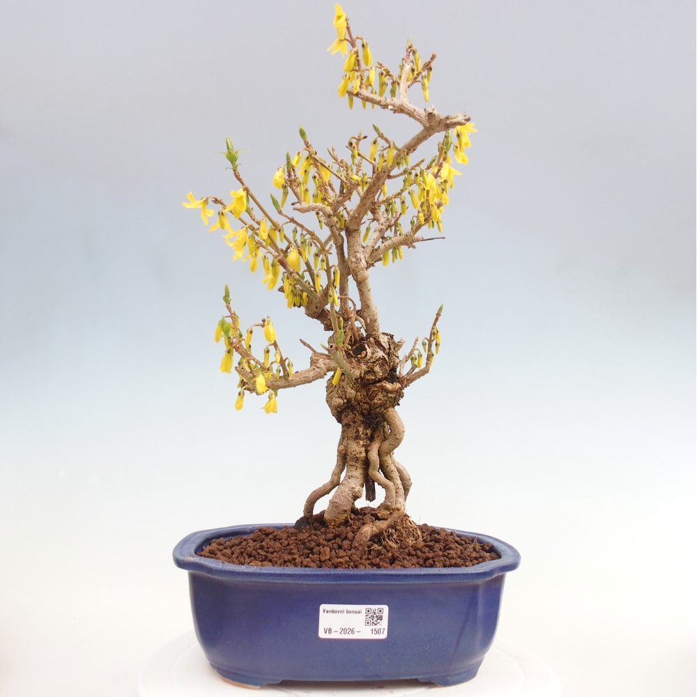 Bonsai voor buiten - Zlatice - Forsythia koreana