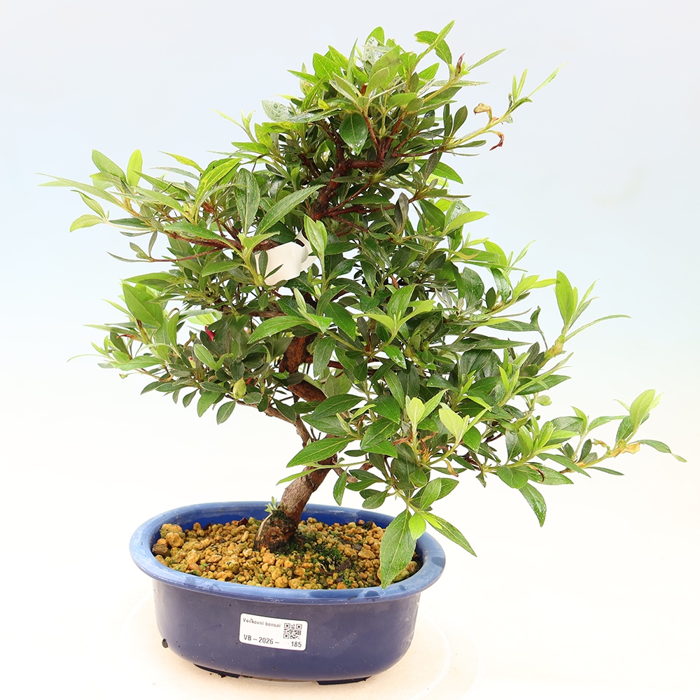 Bonsai voor buiten - Japanse Azalea - Azalea Yoko