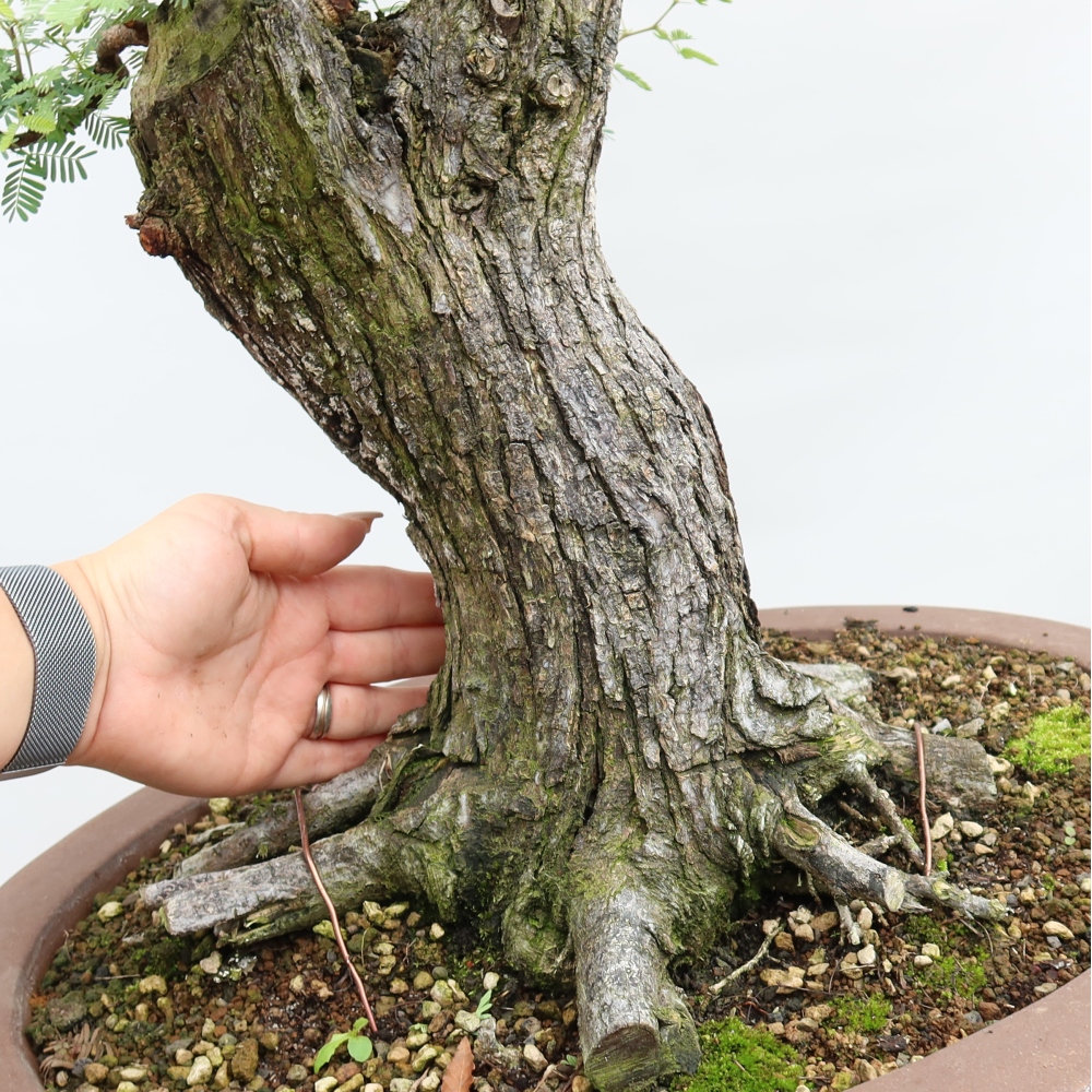 Kamerbonsai - Arabische acacia's