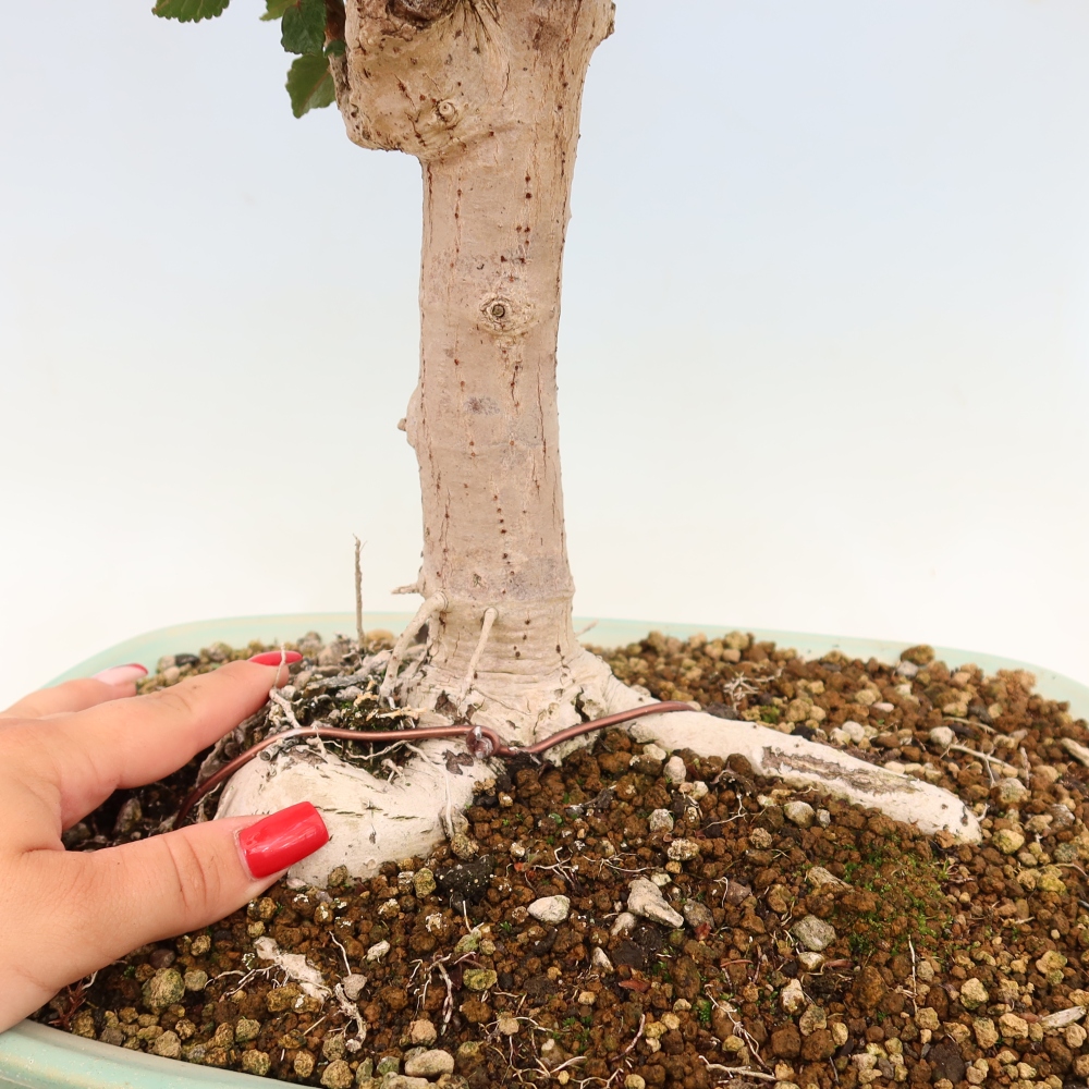 Bonsai voor binnen - Hibiscus tiliaceus - Zee Hibiscus