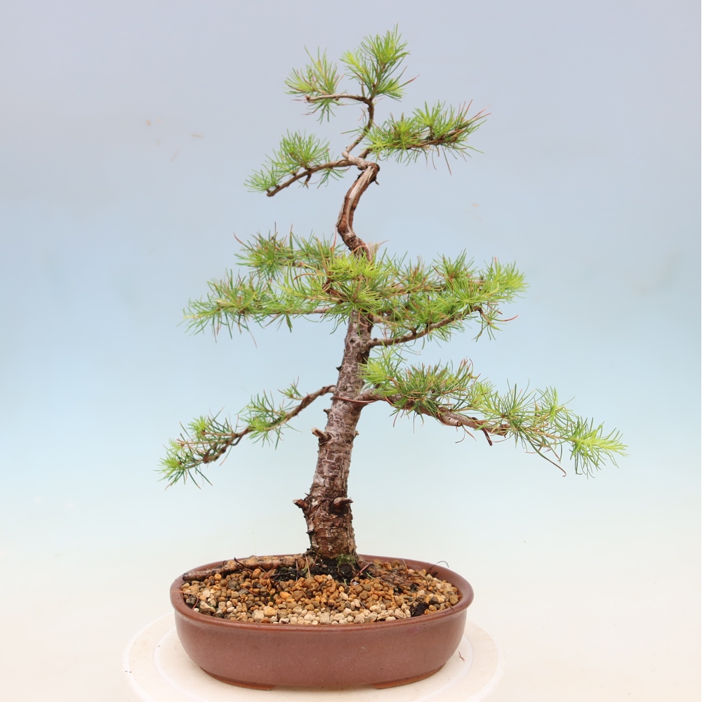 Bonsai voor buiten -Larix decidua - Lariks