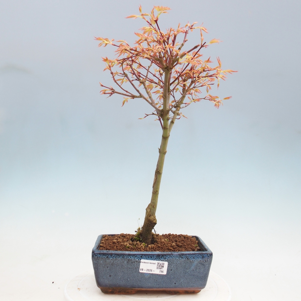 Noorse esdoorn - Acer palmatum Beni Tsukasa