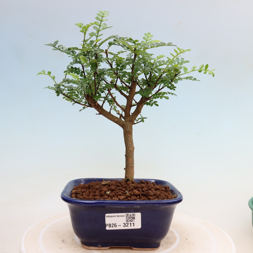 Kamerbonsai - Zantoxylum piperitum - peperboom