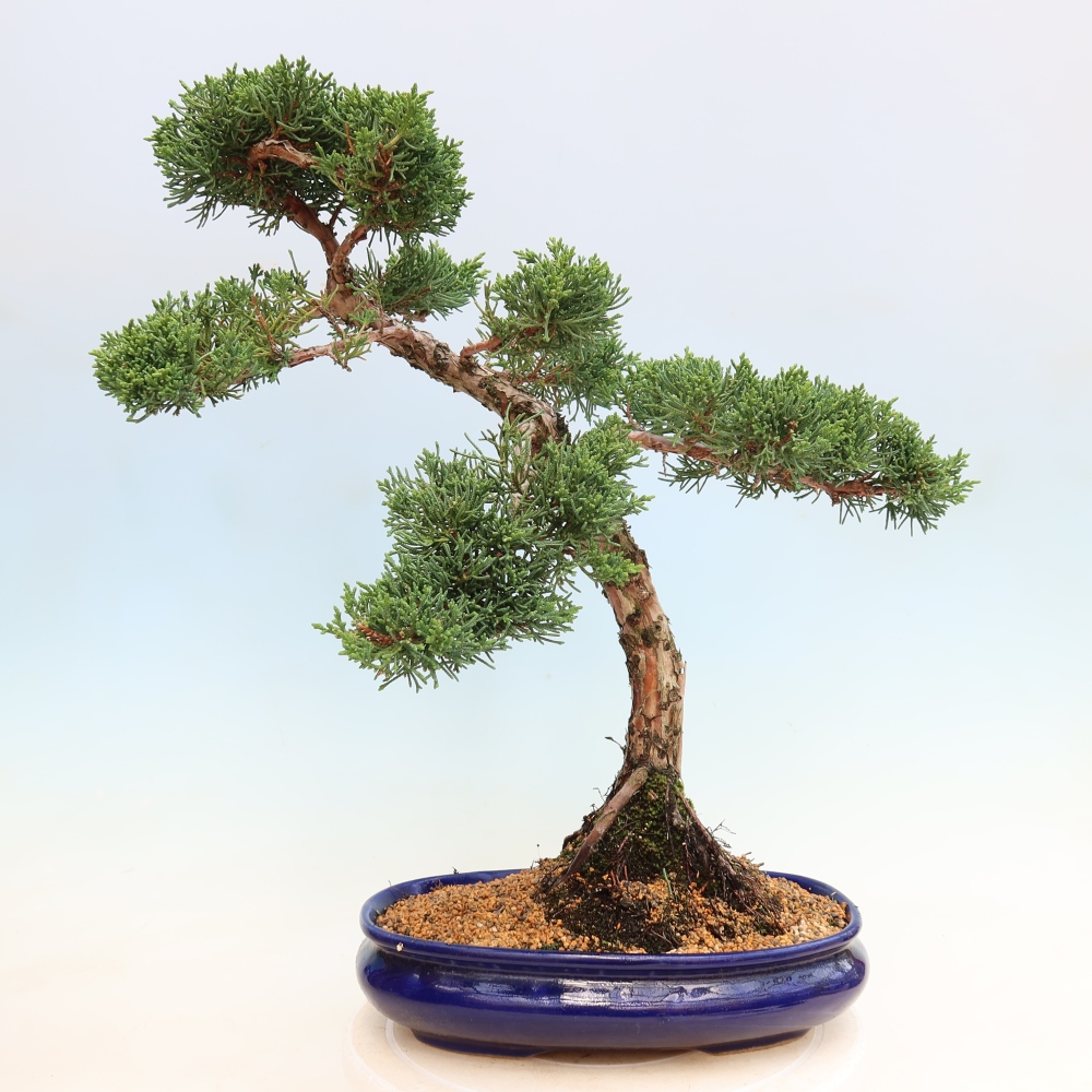 Bonsai voor buiten - Juniperus chinensis Kishu