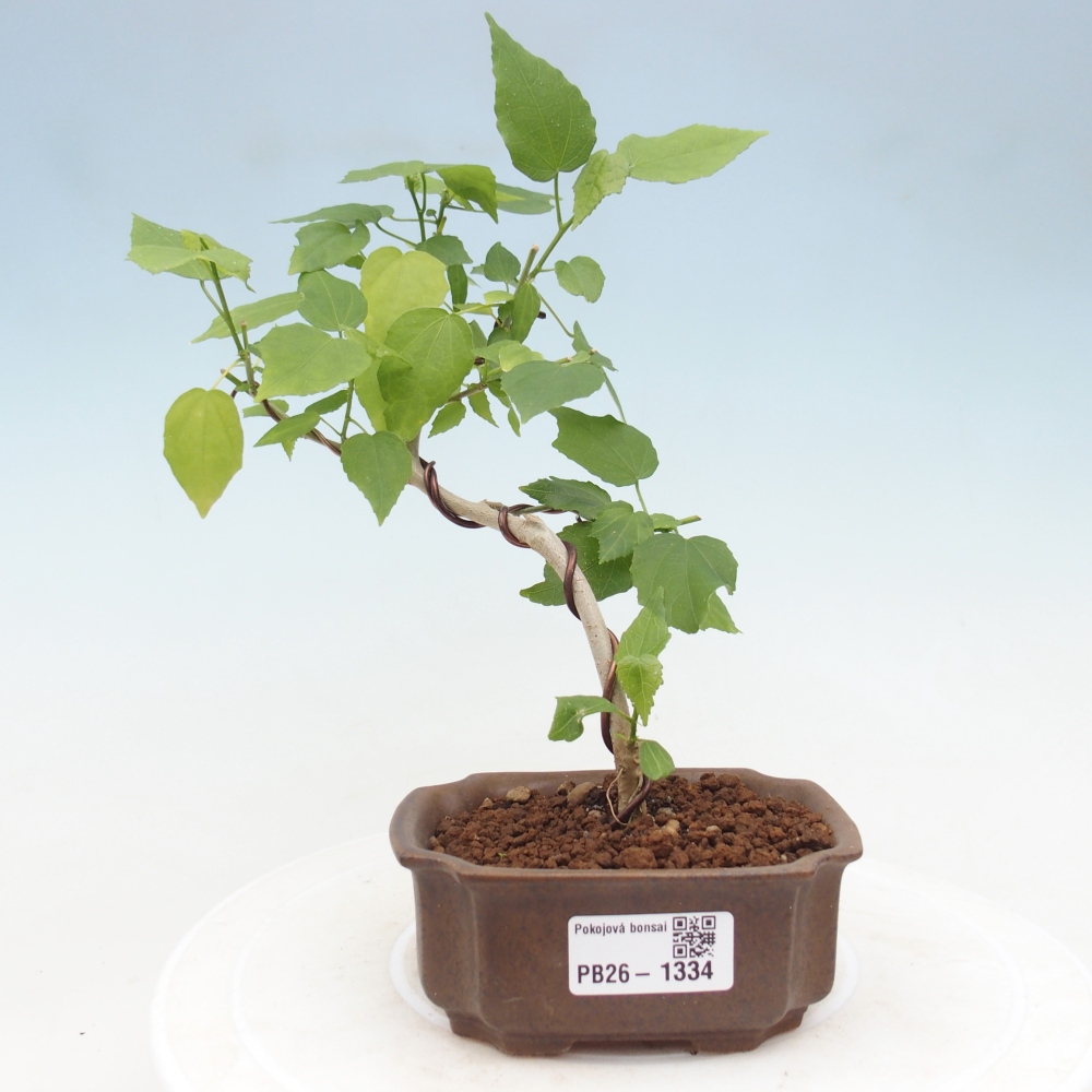 Bonsai voor binnen - Malvaviscus arboreus
