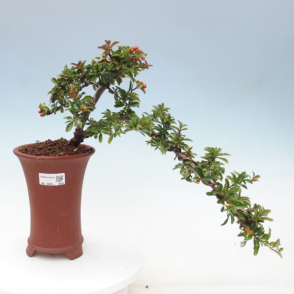 Bonsai-Pyracantha Teton voor buiten -Hlox