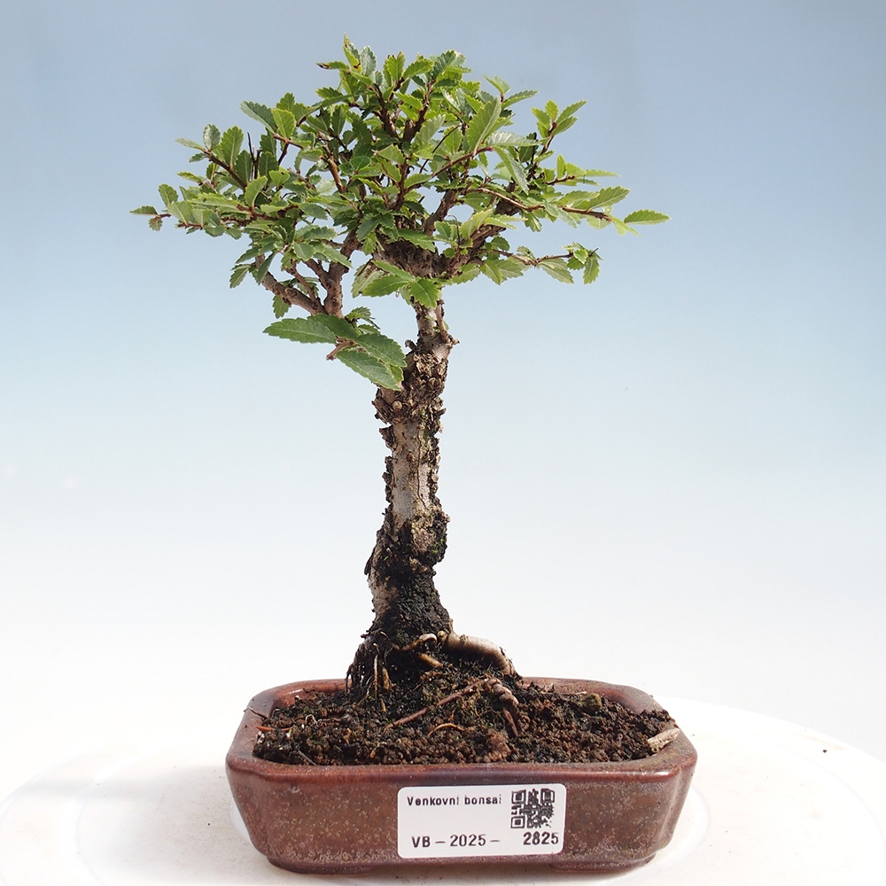Bonsai voor buiten - Zelkova - Zelkova NIRE