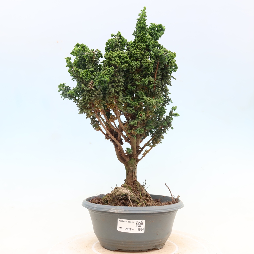 Bonsai voor buiten - Cham. obtusa SEKKA HINOKI - Cipres