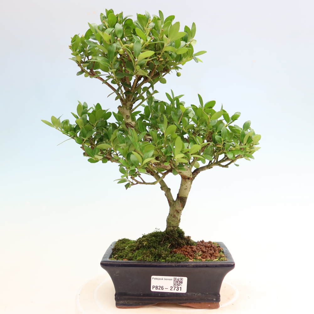 Kamerbonsai - Ilex crenata - Hulst