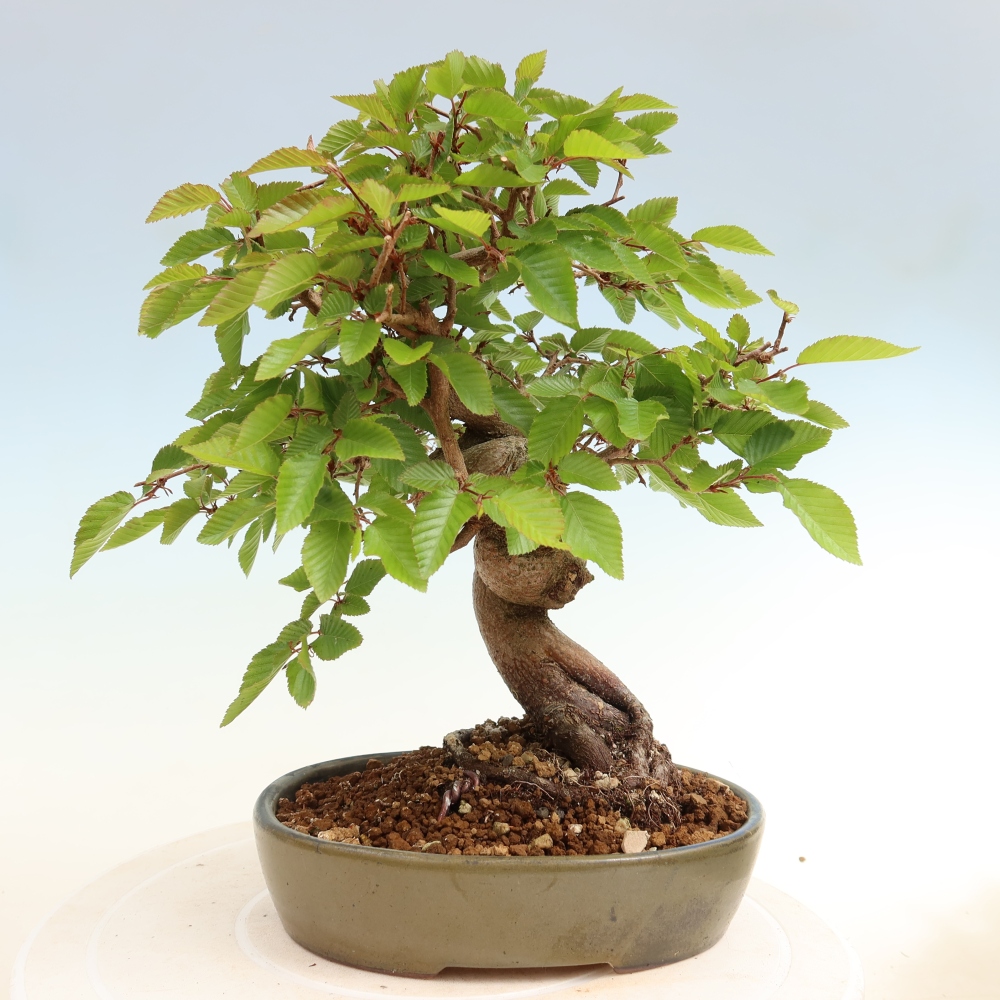 Bonsai voor buiten -Carpinus Coreana - Koreaanse haagbeuk