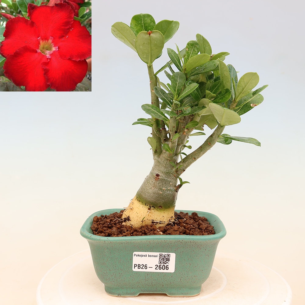 Kamerbonsai - Adenium obesum Red Star - Woestijnroos