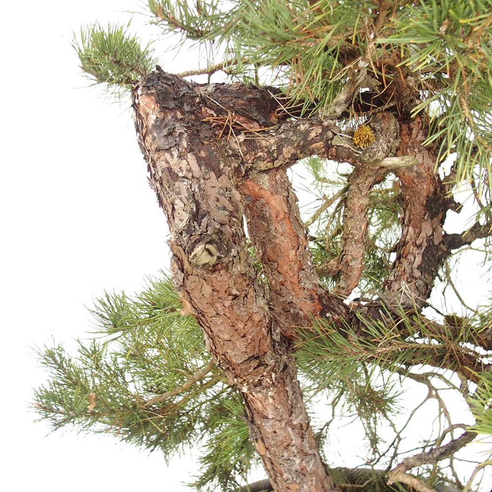 Yamadori - Pinus sylvestris Spanje