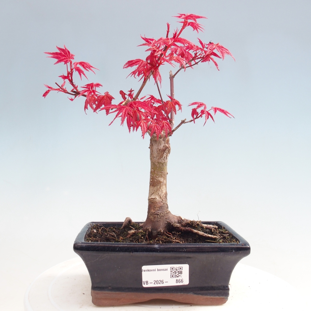 Bonsai voor buiten - Acer palmatum DESHOJO