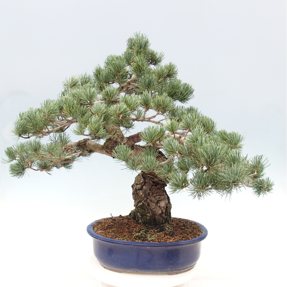Bonsai voor buiten - Pinus parviflora - Pinus parviflora