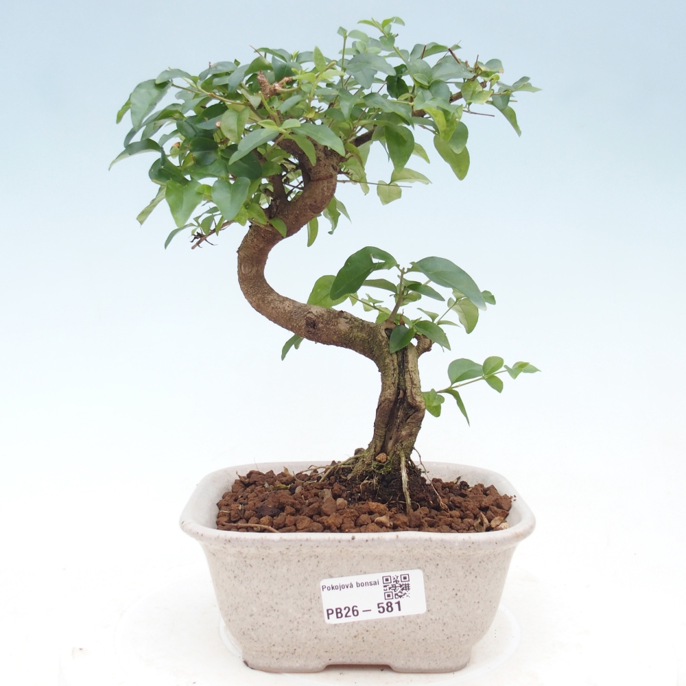 Kamerbonsai -Ligustrum chinensis - Vogelsnavel