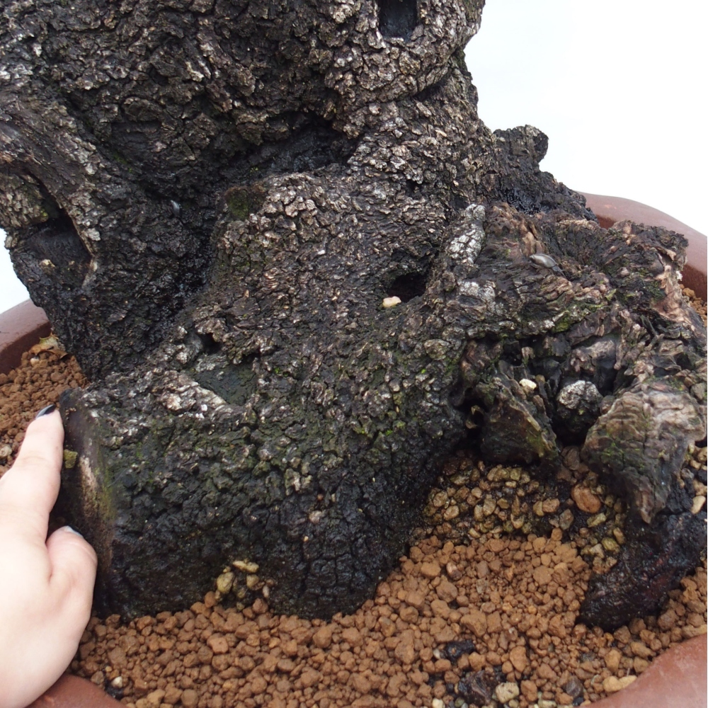 Yamadori - Quercus Ilex -Oakhulst