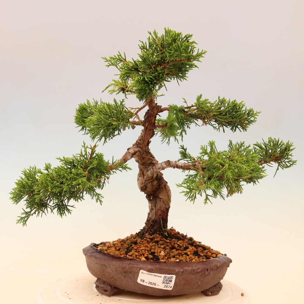 Bonsai voor buiten - Juniperus chinensis Itoigawa