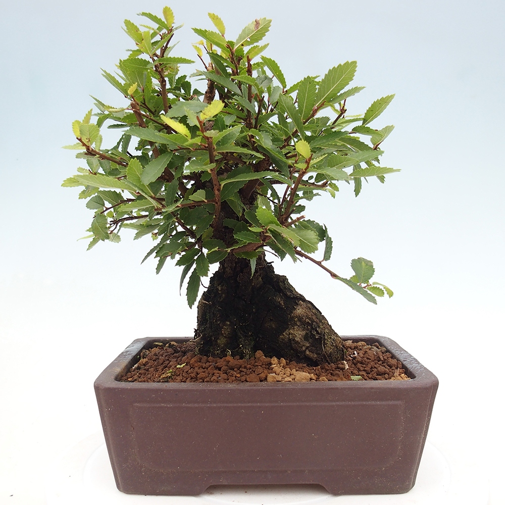Bonsai voor buiten - Zelkova - Zelkova NIRE
