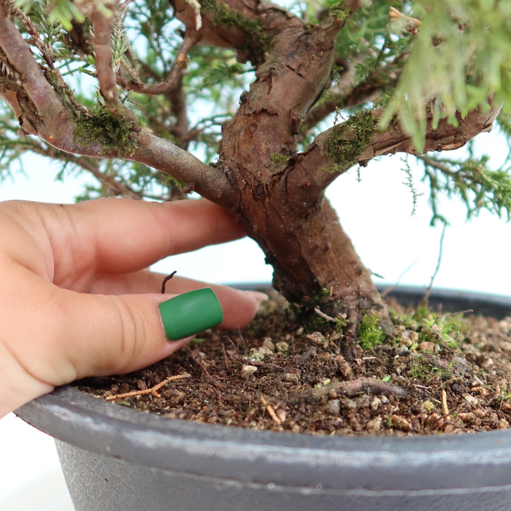 Bonsai voor buiten - Juniperus chinensis Itoigawa-Juniperus chinensis