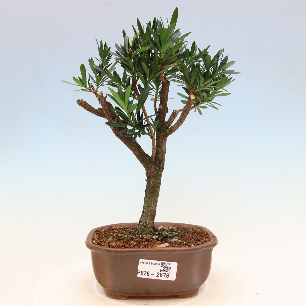 Kamerbonsai - Podocarpus - Taxus