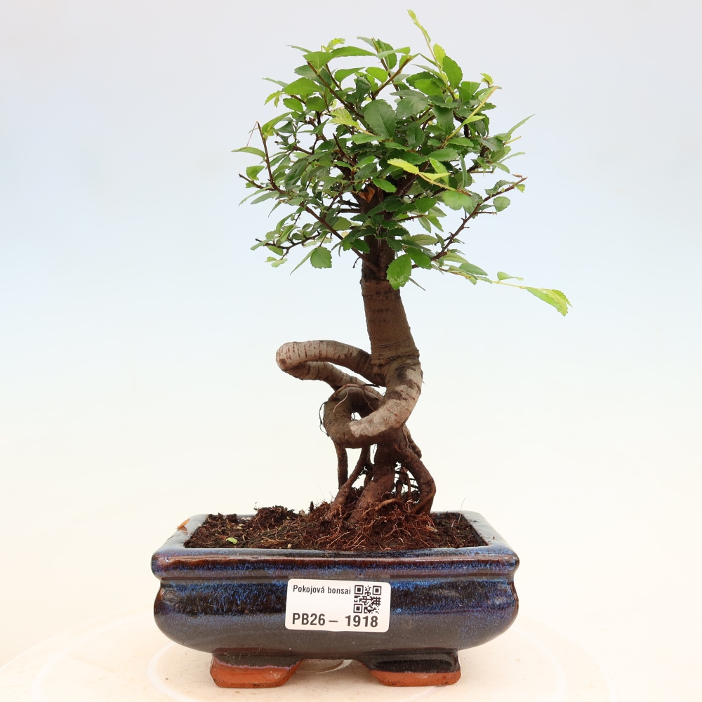 Kamerbonsai - Ulmus parvifolia - Winteriep