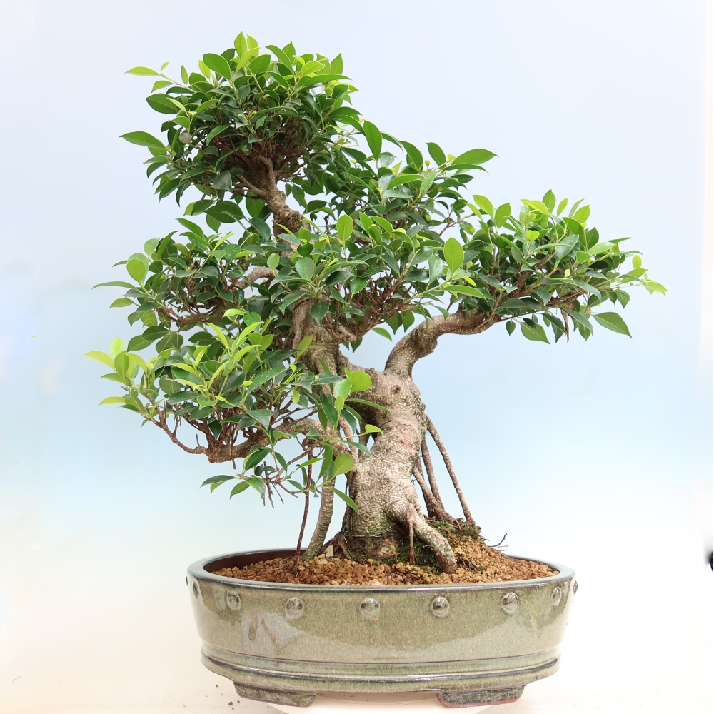 Kamerbonsai - Ficus kimmen - kleinbladige ficus