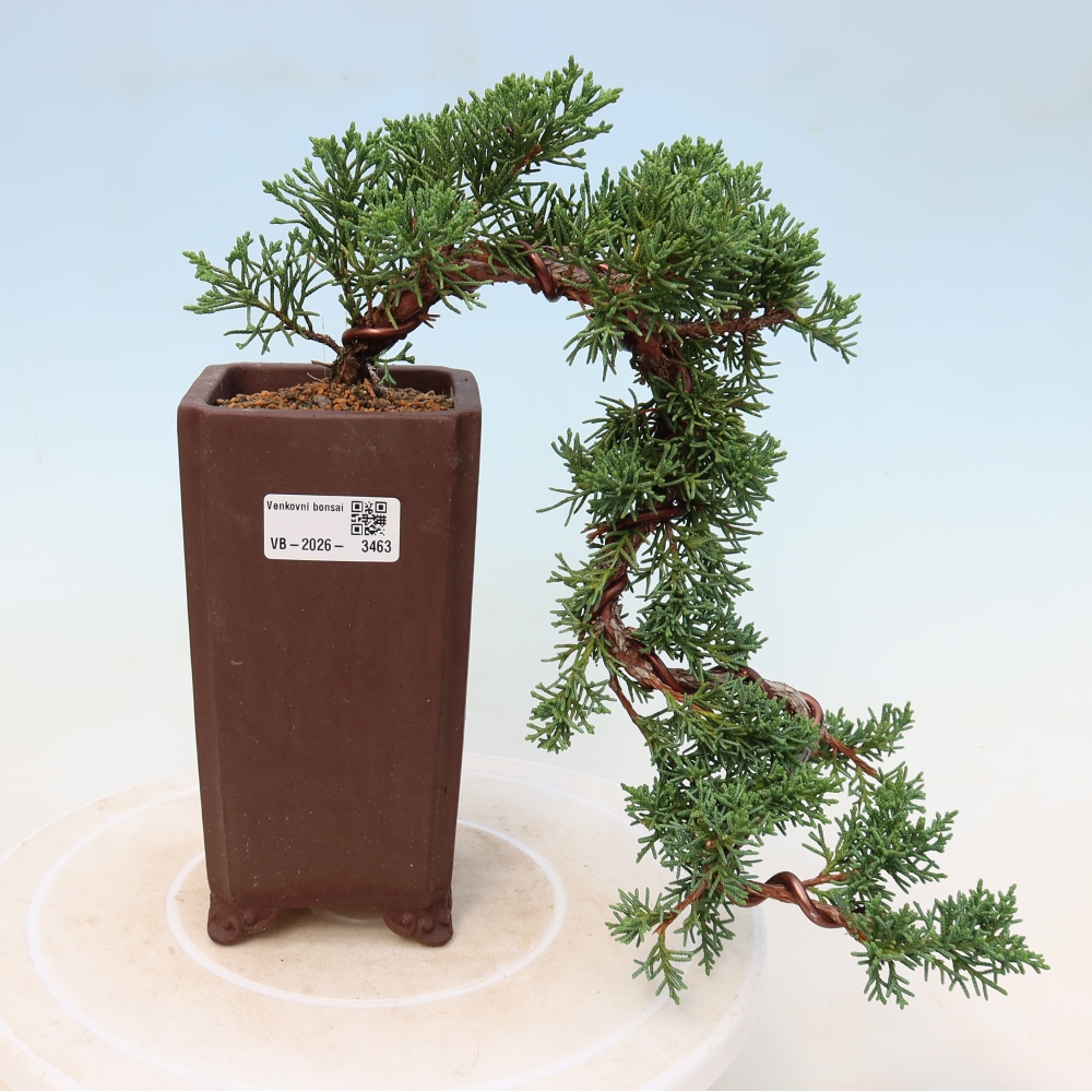 Bonsai voor buiten - Juniperus chinensis Kishu