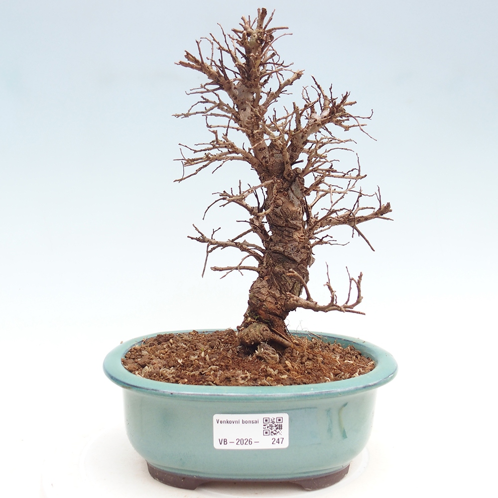Bonsai voor buiten - Zelkova - Zelkova NIRE