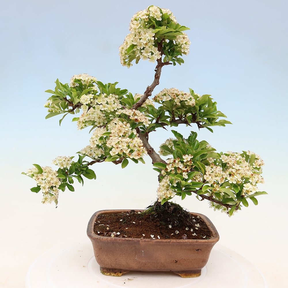 Buitenbonsai - Pyracantha teton - Vuurdoorn