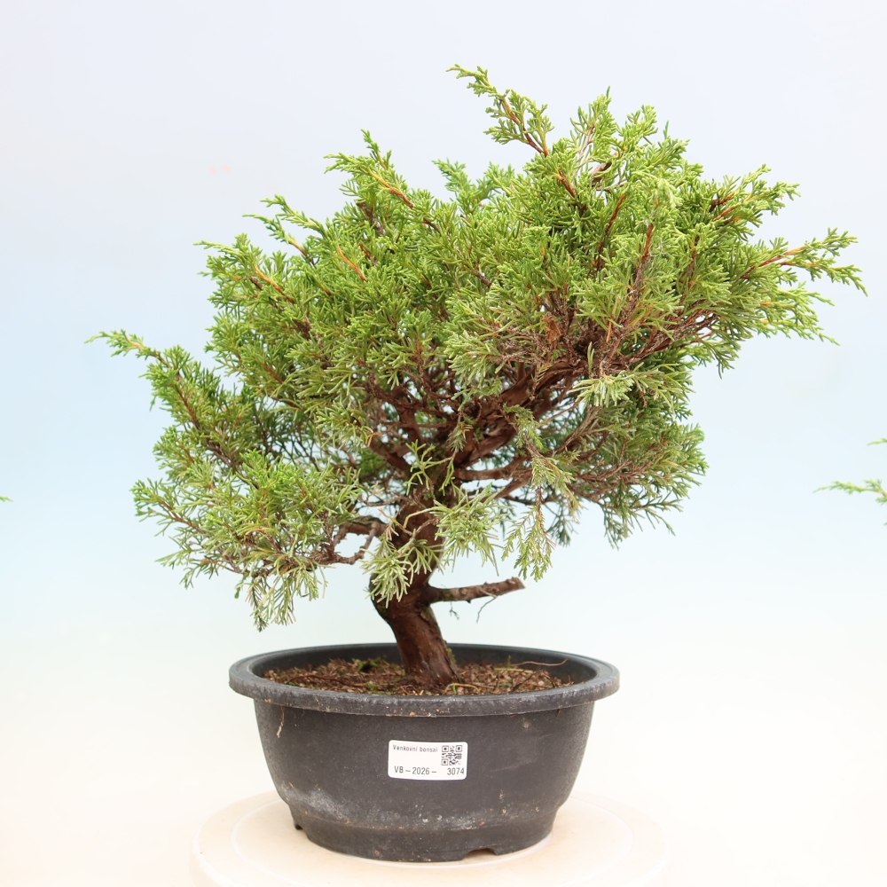 Bonsai voor buiten - Juniperus chinensis Itoigawa-Juniperus chinensis