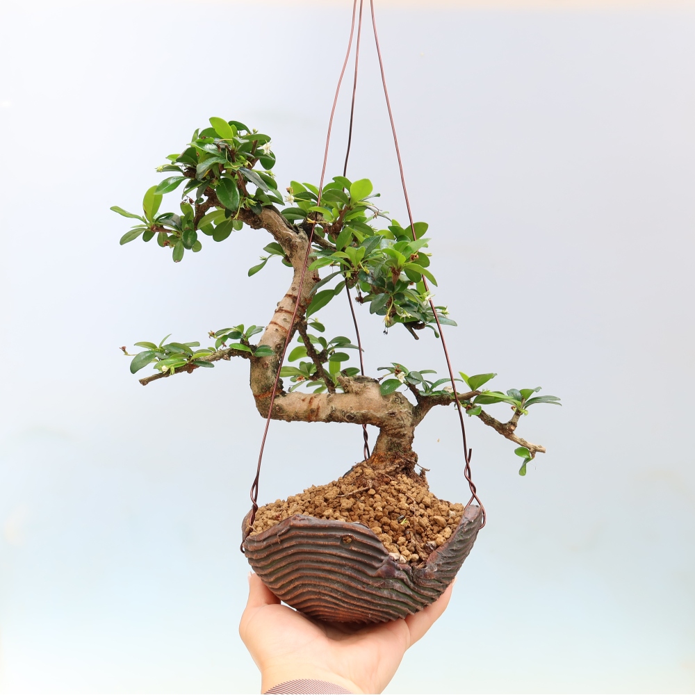 Kokedama in keramiek - Tea-fuki - Carmona macrophylla