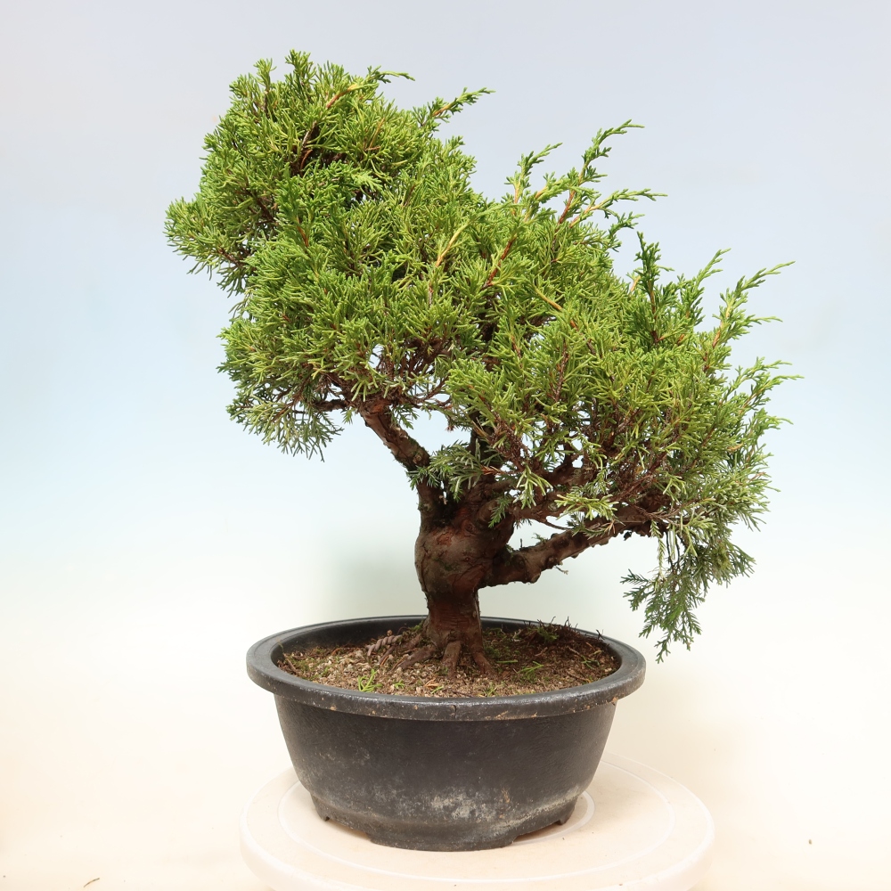 Bonsai voor buiten - Juniperus chinensis Itoigawa-Juniperus chinensis