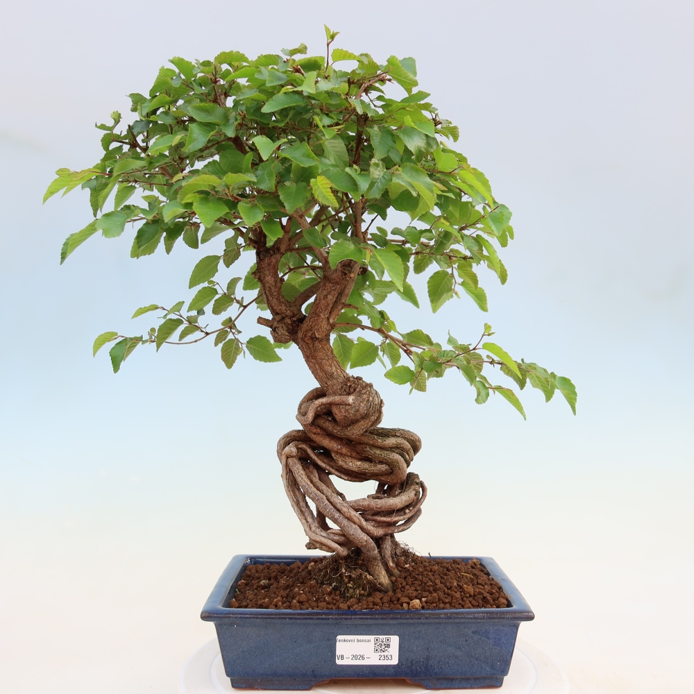 Bonsai voor buiten -Carpinus Coreana - Koreaanse haagbeuk