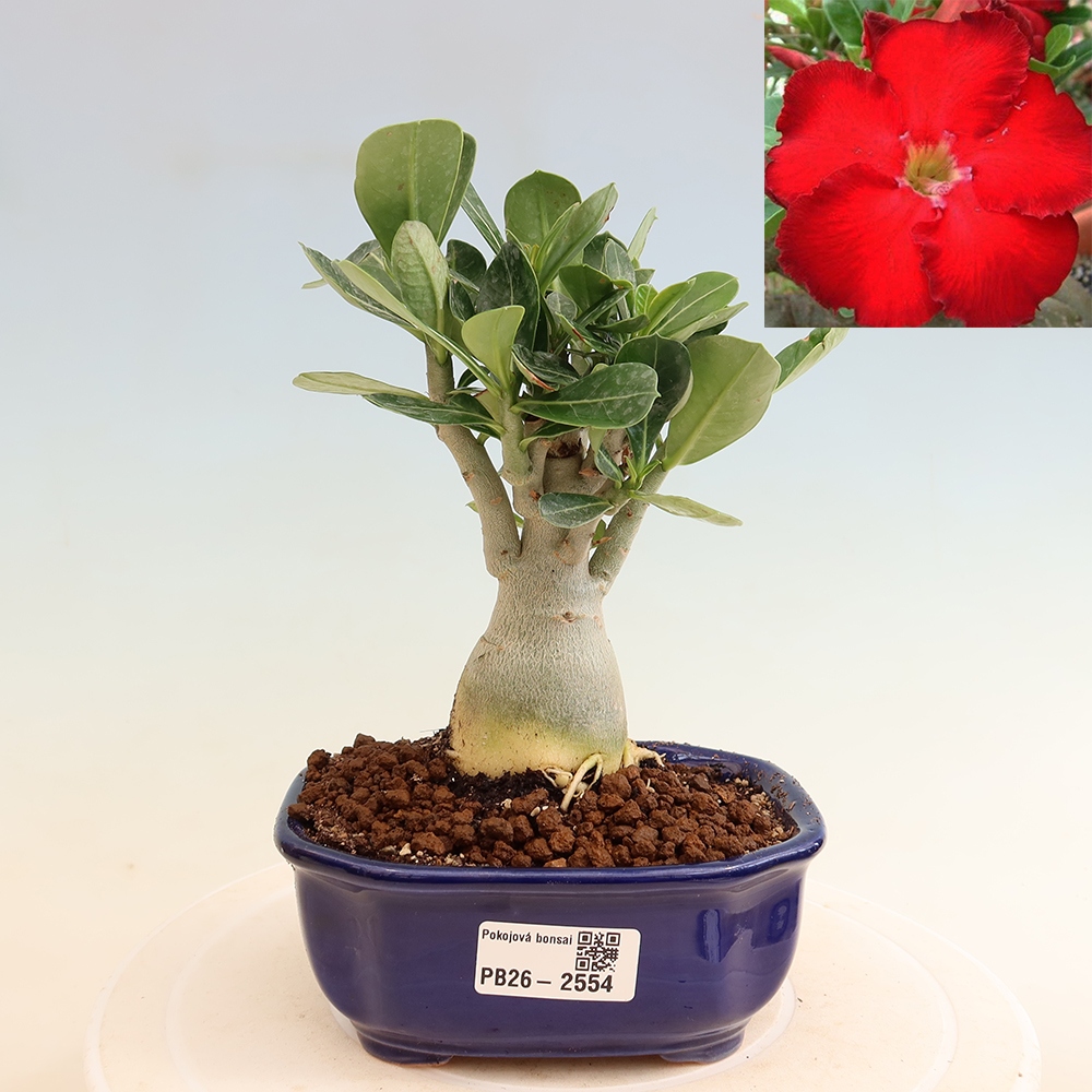 Kamerbonsai - Adenium obesum Red Star - Woestijnroos