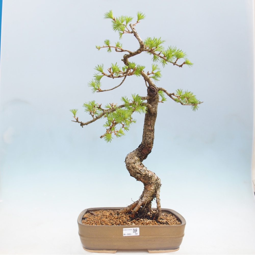 Bonsai voor buiten -Larix decidua - Lariks