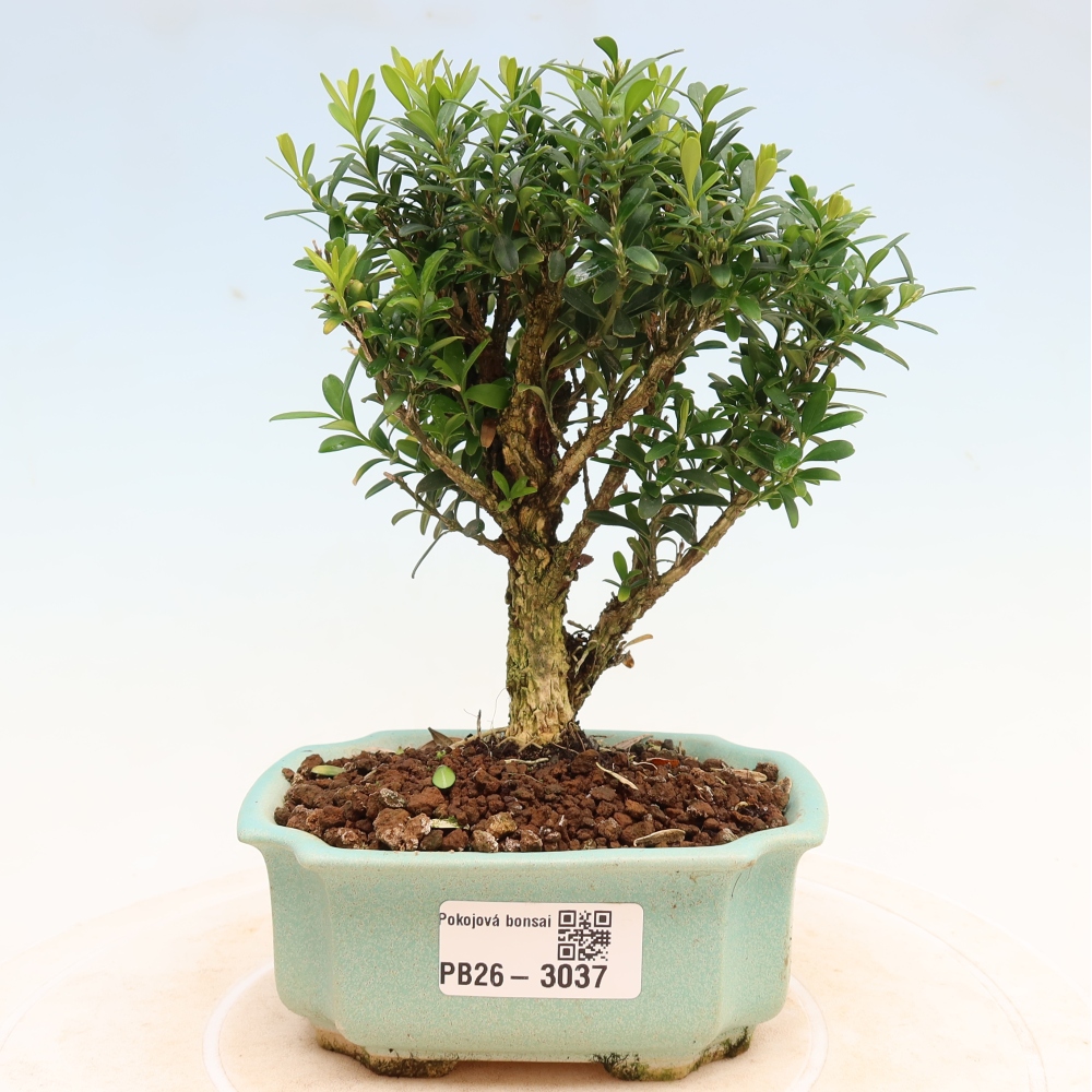 Kamerbonsai - Buxus harlandii - kurk buxus