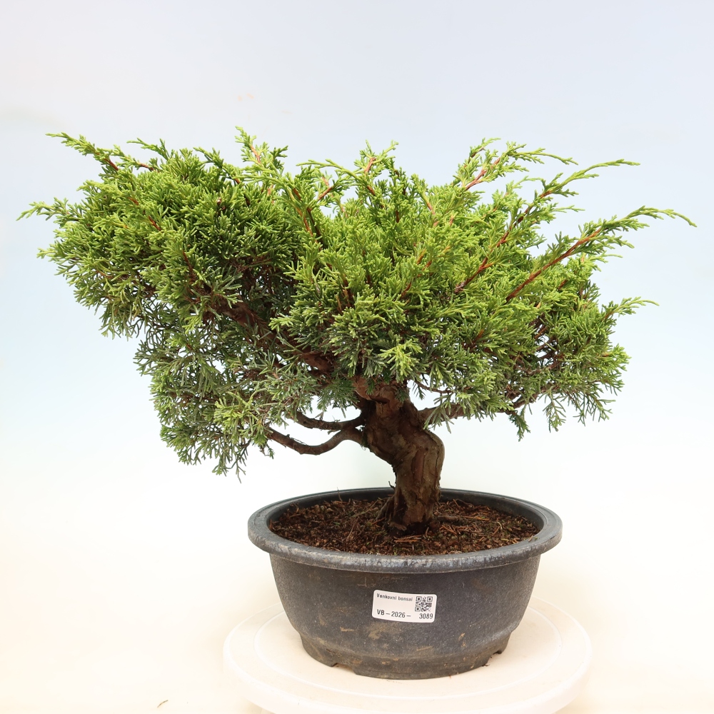 Bonsai voor buiten - Juniperus chinensis Itoigawa-Juniperus chinensis
