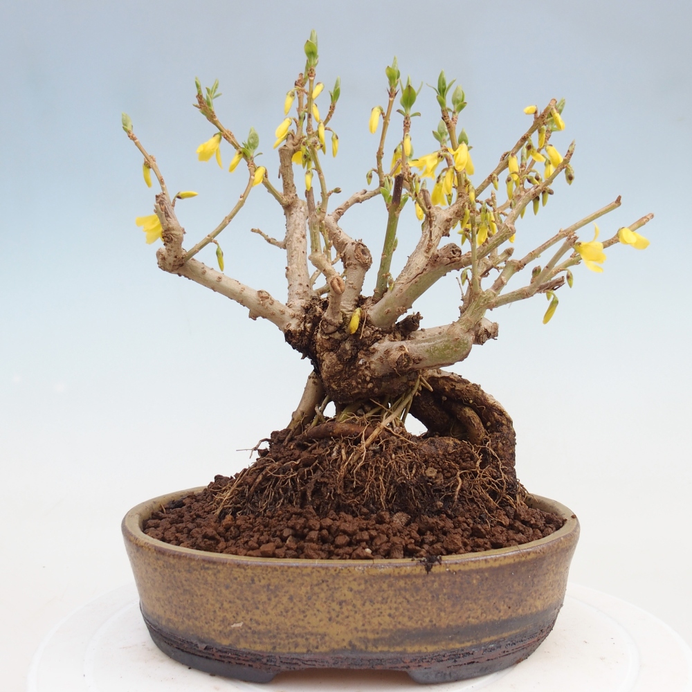 Bonsai voor buiten - Zlatice - Forsythia koreana