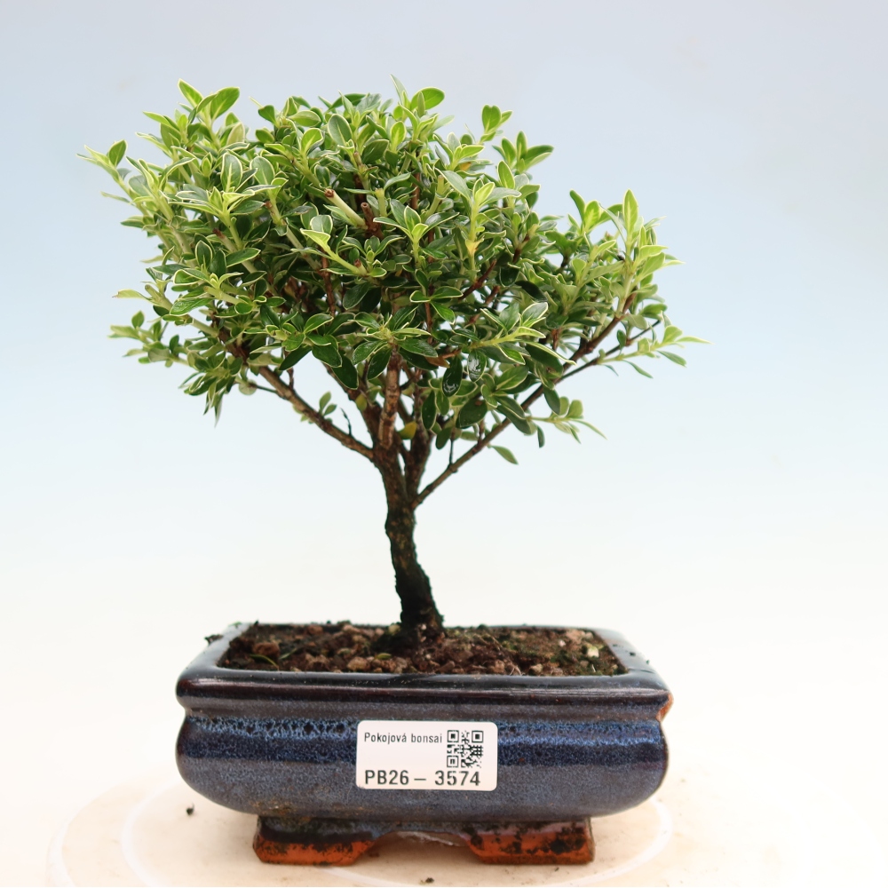 Kamerbonsai - Serissa foetida Variegata - Boom van duizend sterren