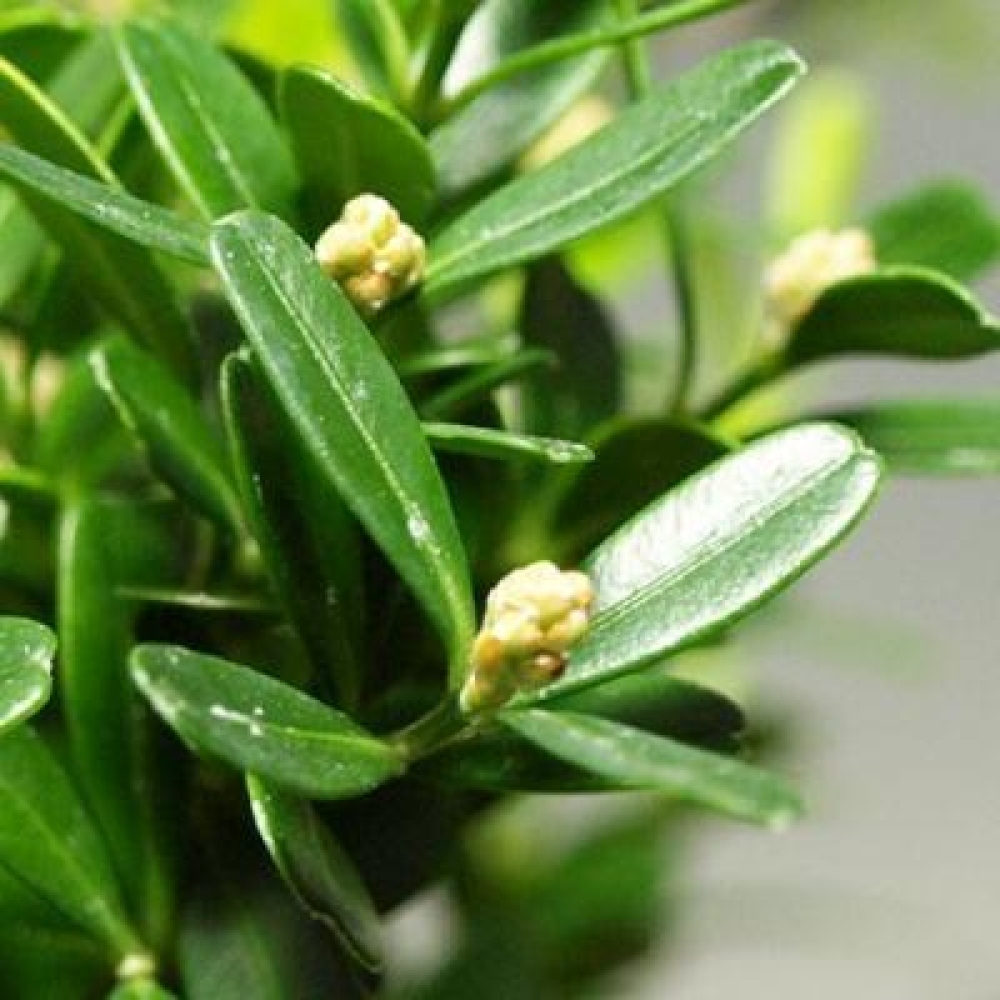Kokedama met schaal - Buxus harlandii - kurkbuksus  
