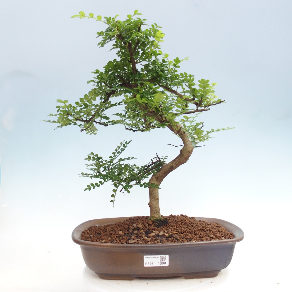 Kamerbonsai - Zantoxylum piperitum - peperboom