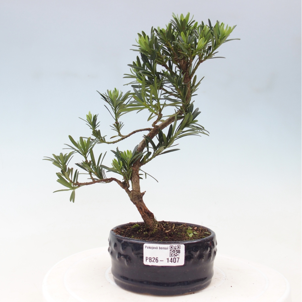 Kamerbonsai - Podocarpus - Taxus
