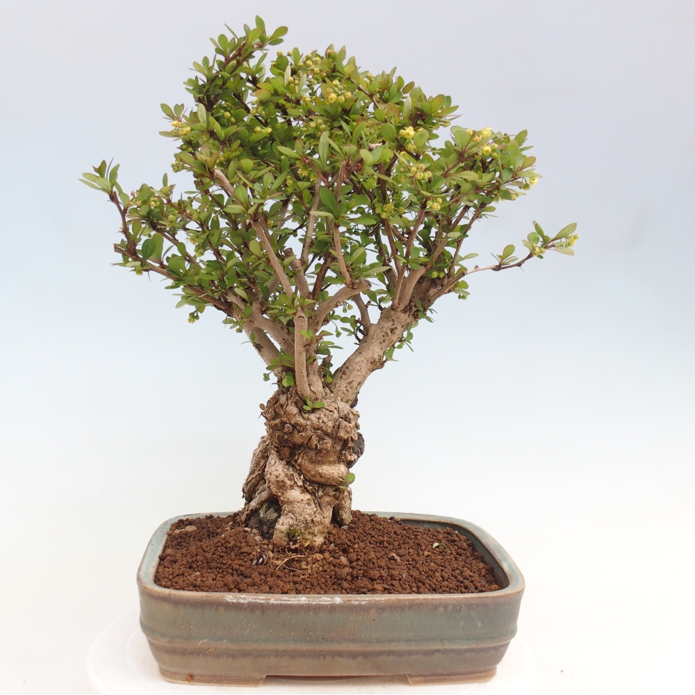 Bonsai voor buiten - Berberis coreana