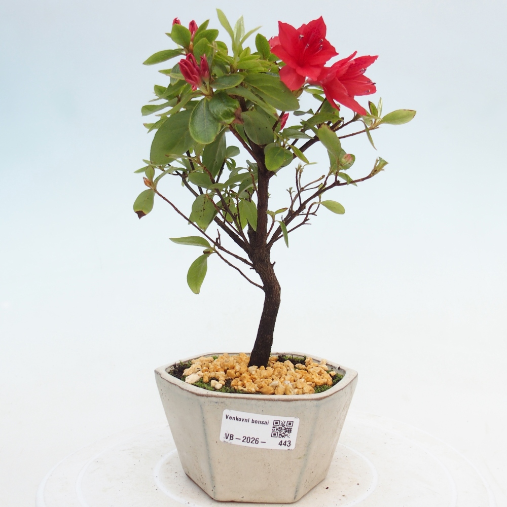 Bonsai voor buiten - Japanse azalea - Azalea sp.