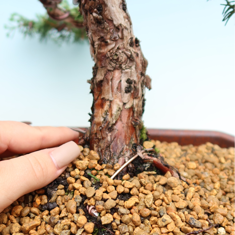 Bonsai voor buiten - Juniperus chinensis Kishu